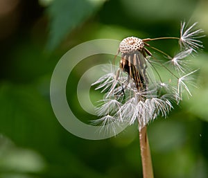 The seed head of a Dandelion stands with most of its seeds havin