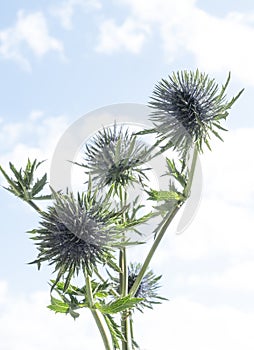 Seed Head of fullers teasel under blue sky. Dry flowers of Dipsacus fullonum, Dipsacus sylvestris, is a species of flowering plant