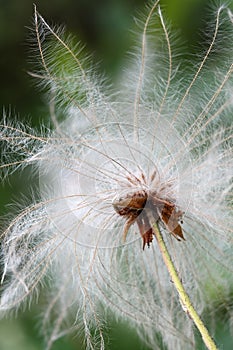 Seed head of a mountain avens photo