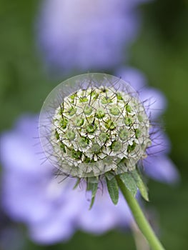 The seed head of a spent Scabious, Scabiosa caucasica pincushion flower detailing multiple spherical seeds and pistils perennial