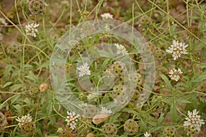 Seed head of Sweet scabious, starflower pincushions, `Paper Moon` Scabiosa stellata