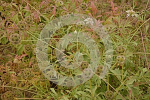 Seed head of Sweet scabious, starflower pincushions, `Paper Moon` Scabiosa stellata