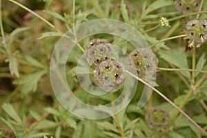 Seed head of Sweet scabious, starflower pincushions, `Paper Moon` Scabiosa stellata