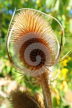 Seed head of a teasel plant