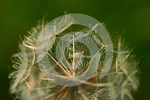 Seed head of tragopogon pratensis, meadow salsify