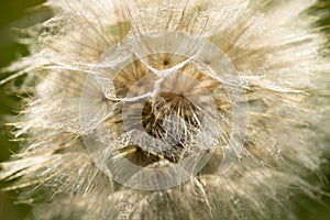 Seed head of tragopogon pratensis, meadow salsify, showy goat`s-beard macro selective focus