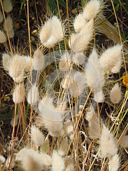 Seed heads of Bunny Tail grass