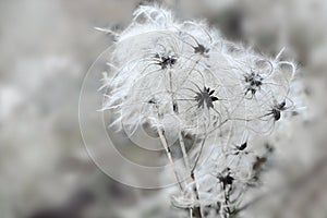 Seed heads of Clematis in winter, copy space