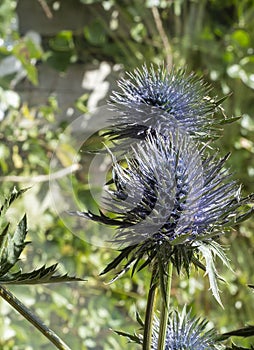 Seed Heads of fullers teasel , against blue sky. Dry flowers of Dipsacus fullonum, Dipsacus sylvestris, is a species of flowering