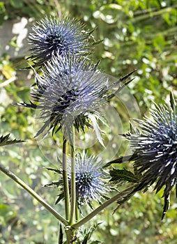 Seed Heads of fullers teasel , against blue sky. Dry flowers of Dipsacus fullonum, Dipsacus sylvestris, is a species of flowering