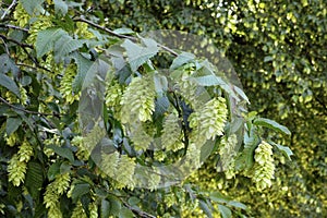 Seed heads and leaves of european hop hornbeam