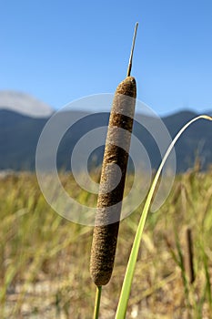 Seed heads of reeds against the sky.