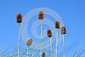 Seed heads of teasel plants