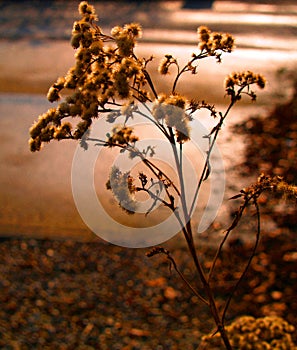 Seed-heads on wild flowers catching the evening sunshine