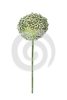 Seed Leek Allium nigrum isolated on a white background.