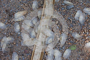 Seed of Oroxylum indicum