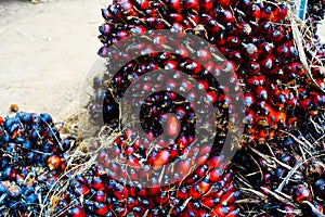 Seed palm. Fresh palm oil fruits on neture photo