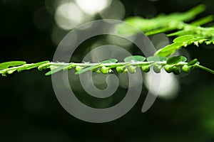 The seed of the Phyllanthus amarus Schumach