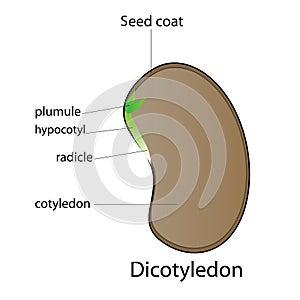 Seed plant vector design