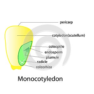 Seed plant vector design