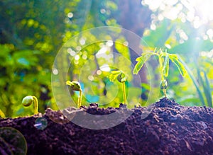 Seed plants are growing.They are growing step by step.