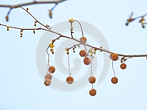 the seed of Platanus acerifolia