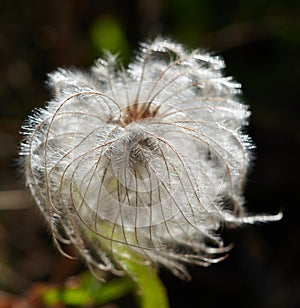 Seed Plume of Old Man`s Whiskers