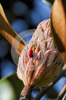 Bright Red Berries Southern Magnolia grandiflora Seed Pod