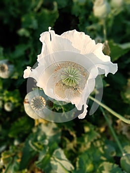 Seed pod capsule bulb and opium poppy flower