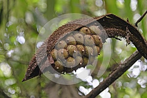 Seed Pod in the Cloud Forest photo