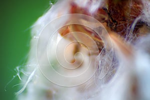 Seed pod with feather and barely visible seeds