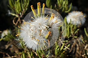 Seed pod on a flower in Pretoria, South Africa
