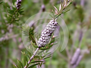 Seed pod of the lime bottlebrush, Melaleuca virens