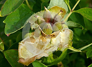 Seed pod of peony