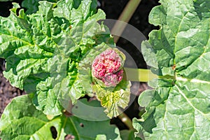 The seed pod of a rhubarb plant about to flower. A rhubarb plant is bolting, signifying the end of the rhubarb life cycle