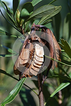 Seed pod and seeds of the Australian native Waratah, Telopea speciosissima, family Proteaceae