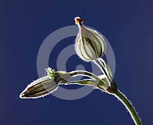 Seed pod of Silene photo