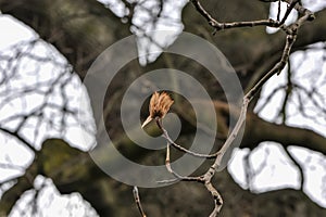 Seed pod from a Tuliptree in winter. Dried petals on bare branches with blurred tree background