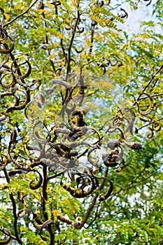 Seed pods on acacia tree branches