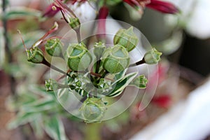 Seed pods of Alstromeria variegata flower