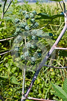 Seed pods of castor bean plants for biodiesel production