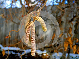 Seed Pods of Contorted Filbert