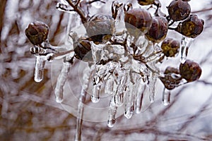 Seed Pods Encased in Ice