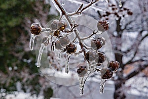 Seed Pods Encased in Ice - 2