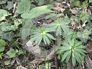 Seed pods of  Eranthis hyemalis plant