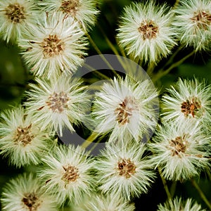 Seed pods in the forest