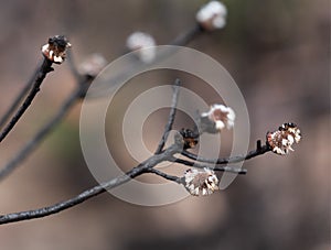 Seed pods germinate after bush fire