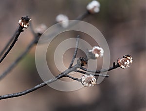 Seed pods germinate after bush fire photo