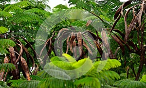 Seed pods of flamboyan tree photo