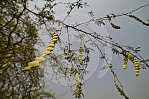 Seed pods hanging from Acacia nilotica tree on pale blue sky background, Chilika lake, India.
